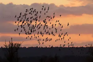 Norfolk Prints: Bar-tailed godwit - flock of mainly bar-tailed godwits (with some Knot) silhouetted against the sunrise