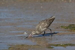 Images Dated 15th August 2009: Bar-tailed Godwit On the foreshore at Cairns Esplanade, Queensland, Australia