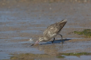 Images Dated 15th August 2009: Bar-tailed Godwit On the foreshore at Cairns Esplanade, Queensland, Australia