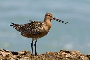 Bar Tailed Godwit Collection: Bar-tailed Godwit male in breeding plumage dissipating heat Breeds in the far north Arctic tundra