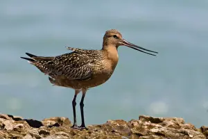Bar Tailed Prints: Bar-tailed Godwit male in breeding plumage dissipating heat Breeds in the far north Arctic tundra from Scandinavia to