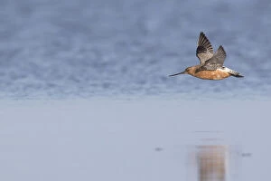 Waders Collection: Bar-tailed Godwit male flight 02