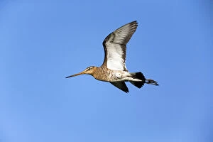 Bar - tailed Godwit - male in flight over breeding territory in spring, Island of Texel, The Netherlands Date: 11-Feb-19