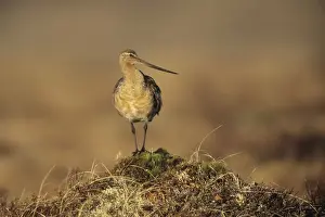 Godwits Prints: Bar-tailed Godwit. Nome Alaska, June, USA