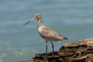 Bar Tailed Godwit Collection: Bar-tailed Godwit in non-breeding plumage Breeds in the far north Arctic tundra from Scandinavia