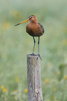 Black Tailed Godwit Gallery: Bar - tailed Godwit - perched on post, Island of Texel, The Netherlands  Date: 11-Feb-19