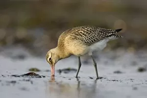 Bar-Tailed Godwit. - Probing for food in winter