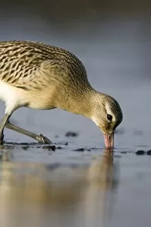 Images Dated 10th September 2004: Bar-Tailed Godwit - Probing for food in winter