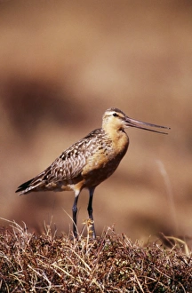 Images Dated 20th July 2004: Bar-tailed Godwit Seward Peninsula, Alaska