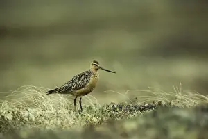 Bar Tailed Prints: Bar Tailed Godwit Siberia, Russia BI006514