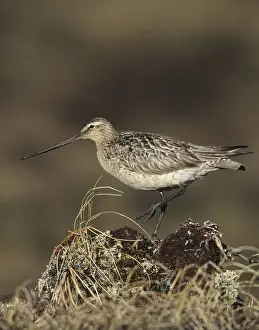 Godwits Prints: Bar-tailed Godwit. USA