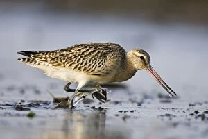 Bar-Tailed Godwit - in winter