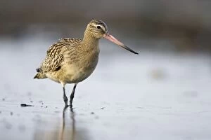 Images Dated 10th September 2004: Bar-Tailed Godwit - In winter