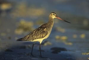 Bar-tailed Godwit - in winter plumage