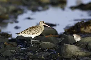 Godwits Prints: Bar-tailed Godwit - in winter plumage, on coastline. Northumberland, UK