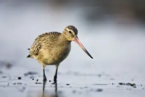 Godwits Prints: Bar-Tailed Godwit In winter South Gare, Cleveland, England, UK
