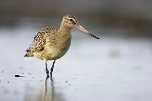 Bar-Tailed Godwit In winter South Gare, Cleveland, England, UK