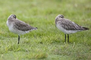 Bar-tailed Godwits - in winter plumage - beaks