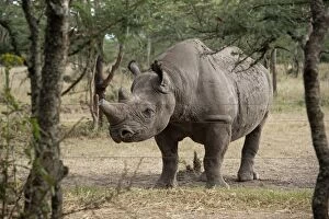 Baraka the Black Rhino