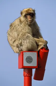 Monkey Prints: Barbary Ape - Gibraltar