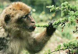 Morocco Collection: Barbary Ape JPF 7000 Licking dew from a young Atlantic Cedar. Morocco, Northern Africa