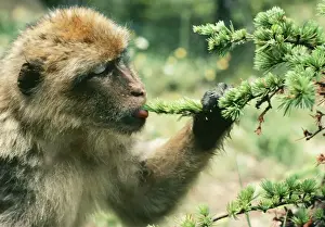 Morocco Prints: Barbary Ape JPF 7000 Licking dew from a young Atlantic Cedar
