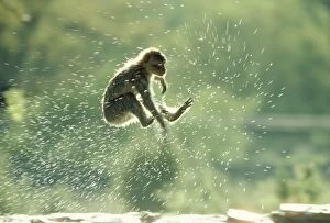 Images Dated 10th April 2007: Barbary Ape - jumping into water