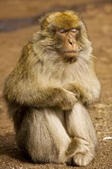 Images Dated 26th February 2009: Barbary Ape / Macaque - with eyes closed; in the Middle Atlas Mountains, Morocco