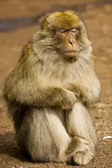 Contemplation Prints: Barbary Ape / Macaque - with eyes closed; in the Middle Atlas Mountains, Morocco