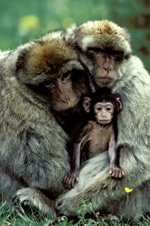 Barbary ape (macaque) (Macaca sylvanus) males with young