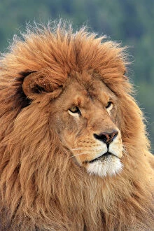 Lions Collection: Barbary / Atlas / Nubian Lion. Extinct in wild