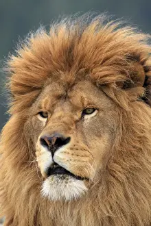 Barbary / Atlas / Nubian Lion. Extinct in wild