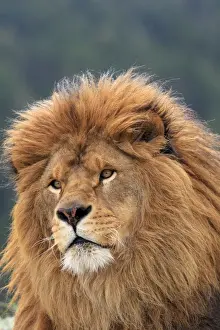 Barbary / Atlas / Nubian Lion. Extinct in wild