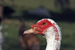 Barbary Prints: Barbary Duck
