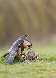 Barbary Falcon - male feeding on Partridge