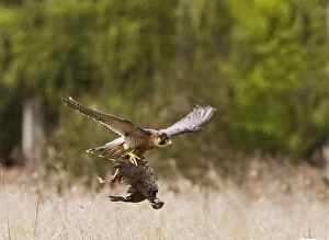 Barbary Falcon - male in flight with Partridge