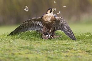 Barbary Falcon - male plucking Partridge