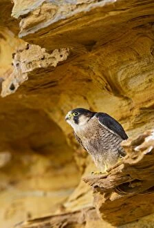Barbary Gallery: Barbary Falcon - male on sandstone