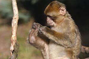 Images Dated 4th July 2008: Barbary Macaque