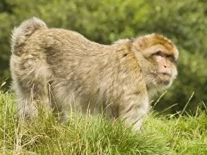 Images Dated 15th August 2008: Barbary Macaque