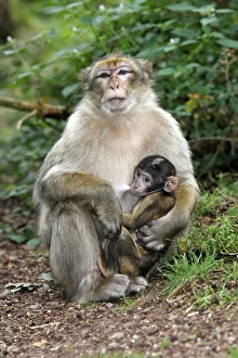 Images Dated 8th August 2007: Barbary Macaque - adult with baby feeding. La Montagne des Singes - Kintzheim - Alsace - France