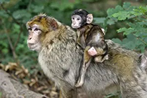 Barbary Macaque - adult with baby. La Montagne des Singes - Kintzheim - Alsace - France