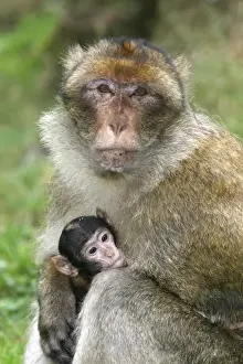 Barbary Macaque - adult with baby. La Montagne des Singes - Kintzheim - Alsace - France