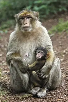 Barbary Macaque - adult with baby. La Montagne des Singes - Kintzheim - Alsace - France