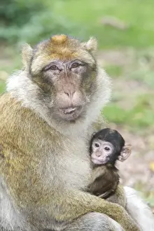 Barbary Macaque - adult with baby. La Montagne des Singes - Kintzheim - Alsace - France
