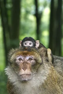 Barbary Macaque - adult with baby. La Montagne des Singes - Kintzheim - Alsace - France