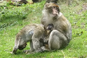 Submissive Prints: Barbary Macaque - adult with baby & another young showing submissive behaviour