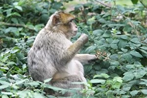 Images Dated 8th August 2007: Barbary Macaque - adult. La Montagne des Singes - Kintzheim - Alsace - France