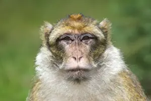 Barbary Macaque - adult. La Montagne des Singes - Kintzheim - Alsace - France