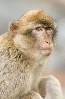 Barbary Macaque / Ape - Gibraltar - Europe